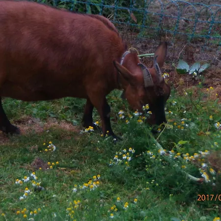 مكان تخييم Du Creulet